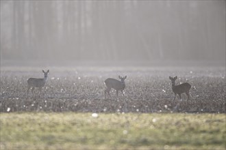 European roe deers (Capreolus capreolus), Emsland, Lower Saxony, Germany, Europe
