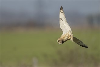 Short-eared owl (Asio flammeus) adult bird diving down in flight for prey in grassland, Kent,