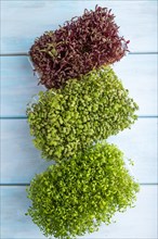 Set of boxes with microgreen sprouts of amaranth, mustard, watercress on blue wooden background.