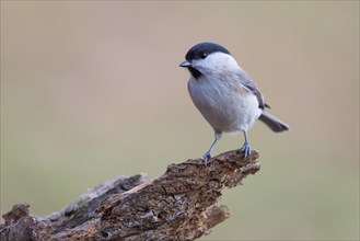 Marsh tit A small bird sitting on a dry branch, blurred background