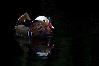 Mandarin duck (Aix galericulata) adult male bird on a lake, Suffolk, England, United Kingdom,