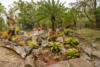Orchid and bromeliad flower beds in botanical garden, selective focus, copy space, malaysia,