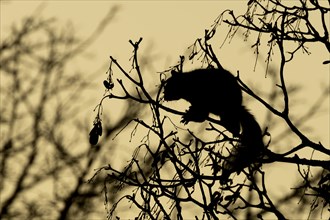 Grey squirrel (Sciurus carolinensis) adult in a tree at sunrise, Suffolk, England, United Kingdom,