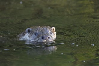 European Otter (Lutra lutra) adult swimming in a lake, Suffolk, England, United Kingdom, Europe