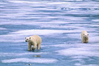Two Polar Bears (Ursus maritimus) walking on the ice in the Arctic, Svalbard
