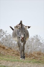 Plains zebra (Equus quagga) walking in the dessert, captive, distribution Africa