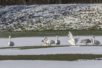 Whooper Swans (Cygnus cygnus) and tundra swans (Cygnus bewickii), Emsland, Lower Saxony, Germany,