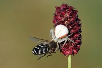 Variable crab spider with prey
