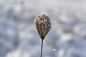 Blossom of a wild carrot (Daucus carota subsp. carota) in frost, covered with hoarfrost, cropped