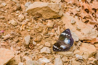 Male common eggfly butterfly with large white spots and orange markings resting on rocky ground
