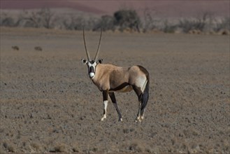 Gemsbok (Oryx gazella) in Sossusvlei, Sossusvlei, Namib Desert, Namib-Naukluft National Park,