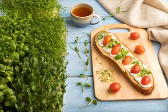 Long white bread sandwich with cream cheese, tomatoes and microgreen on blue wooden background and