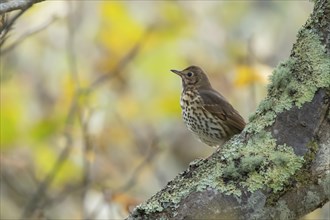 Song thrush (Turdus philomelos) adult bird on a tree branch in the autumn, Scotland, United