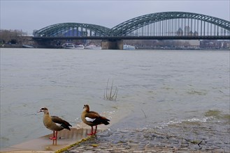 Egyptian geese (Alopochen aegyptiaca) on the Rhine, behind a bridge, Cologne, Germany, Europe