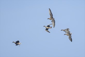 Pink-footed goose (Anser brachyrhynchus) four adult geese in flight coming into land, Norfolk,