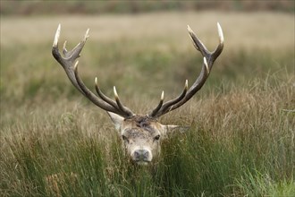 Red deer (Cervus elaphus) adult male stag poking its head through long grass, Surrey, England,