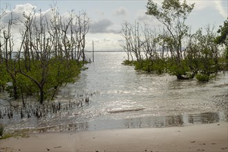 Bako national park, sea sandy beach with mangroves, sunny day, blue sky and sea. Vacation, travel,