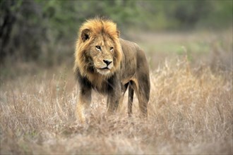 Lion (Panthera leo), adult, male, stalking, vigilant, Sabi Sand Game Reserve, Kruger National Park,