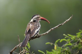 Red-billed hornbill (Tockus erythrorhynchus), adult, on wait, Kruger National Park, Kruger National
