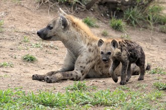 Spotted hyena (Crocuta crocuta), adult, juvenile, mother with juvenile, social behaviour, Sabi Sand