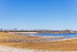 Flock of migrating cranes (grus grus) in a field by a lake on a sunny spring day, Hornborgasjoen,