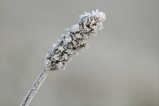 A plant is covered with hoar frost in a winter scene