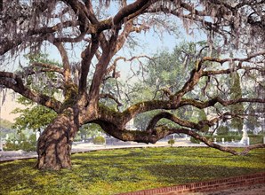 A live oak in Magnolia Cemetery, a historic rural cemetery in Charleston, South Carolina, United