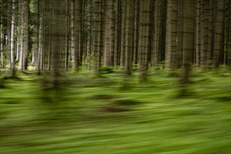 Spruce forest as a pull-along, Mindelheim, Unterallgaeu, Bavaria, Germany, Europe