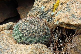 Pediocactus simpsonii, Rocky Mountains NP, USA, North America