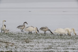 Tundra swans (Cygnus bewickii) and mute swans (Cygnus olor), Emsland, Lower Saxony, Germany, Europe