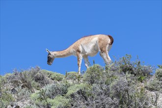 Guanaco (Llama guanicoe), Huanako, Torres del Paine National Park, Patagonia, End of the World,