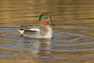 Common teal duck (Anas crecca) adult male bird on a lake, Norfolk, England, United Kingdom, Europe