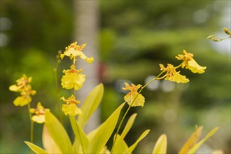 Yellow orchid flower in botanical garden, selective focus, copy space, malaysia, Kuching orchid
