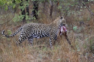 Leopard (Panthera pardus), adult, carrying prey, Sabi Sand Game Reserve, Kruger NP, Kruger National