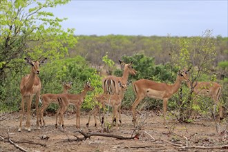 Black Heeler Antelope, (Aepyceros melampus), group, adult, female, young, group of females with