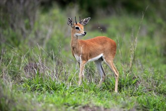 Steenbok (Raphicerus campestris), adult, male, foraging, vigilant, dwarf antelope, Kruger National