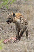Spotted hyena (Crocuta crocuta), adult, with prey, Sabi Sand Game Reserve, Kruger National Park,