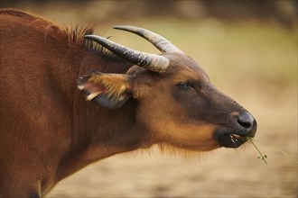 Red buffalo (Syncerus caffer nanus), portrait, captive, distribution Africa