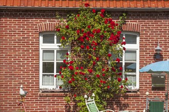 Window with red climbing roses on a brick house in Varel harbour, Varel, Lower Saxony, Germany,