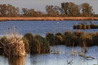 Wetland biotope in the Peene Valley, overwatered meadows, rare habitat for endangered plants and