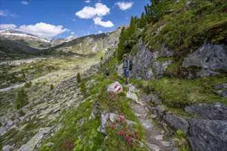 Mountaineer on a hiking trail with blooming alpine roses, behind mountain peak and Hornkeesbach