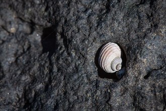 Small shell lying in a depression, lava rock, rocky coast, Reykjanes Peninsula, Iceland, Europe