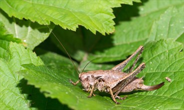 Dark bush-cricket (Pholidoptera griseoaptera) or common bush cricket, female, sitting on bramble