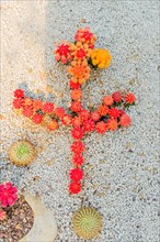 Small red cacti in shape of cross on gravel covered ground