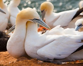 Two gannets (Morus bassanus) (synonym: Sula bassana) with white plumage cuddle together, touch