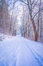 Hiking trails covered with snow in the mixed forest on the Kernberge in Jena in winter, Jena,