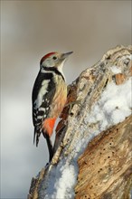 Middle spotted woodpecker (Dendrocopos medius), looking for food on snow-covered dead wood,