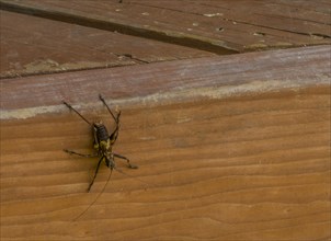 Large brown and black cricket on side of wooden board