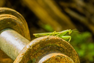 Closeup of large adult praying mantis sunning on top of rusty axial