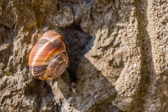 Closeup of snail in sunshine on rough concrete wall in Istanbul, Tuerkiye